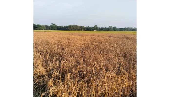 জামালদহে ধান খেতে পোকার আক্রমণ