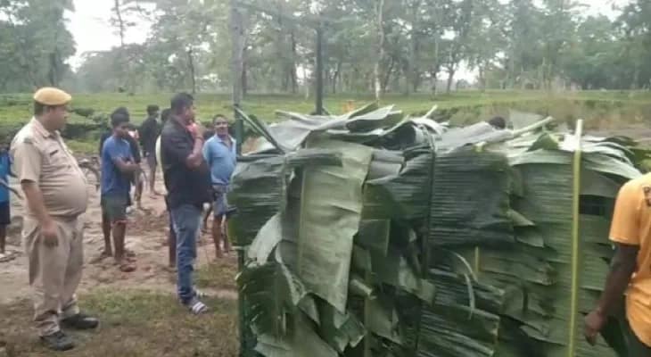 জলপাইগুড়ি শহর লাগোয়া ডেঙ্গুয়াঝাড় চা বাগানে চিতাবাঘের আতঙ্ক, বসল খাঁচা