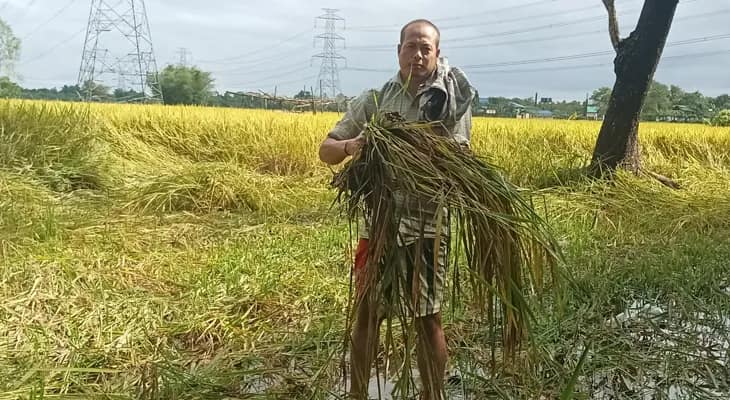 অসময়ের বৃষ্টিতে ফসলের দফারফা, সরকারি সাহায্যের আশায় জলপাইগুড়ির কৃষকরা