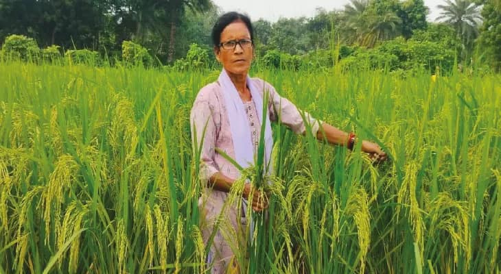 কলেজ ছেড়ে পেটের টানে চাষের খেতে আজ মৌসুমির নাম জানে গোটা দেশ, তাঁর গবেষণালব্ধ ধানের বীজ স্বীকৃতির অপেক্ষায়