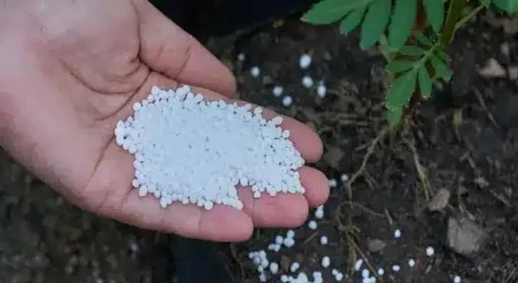 রবি চাষে জোগান স্বাভাবিক রাখতে বাঁকুড়ায় এল ৫০ মেট্রিক টন ইউরিয়া