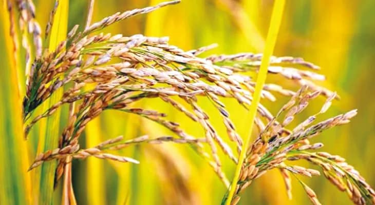 আর্দ্র আবহাওয়ায় এবার রবিচাষে পোকা ও রোগের আক্রমণ, ক্ষতির আশঙ্কায় চাষিরা