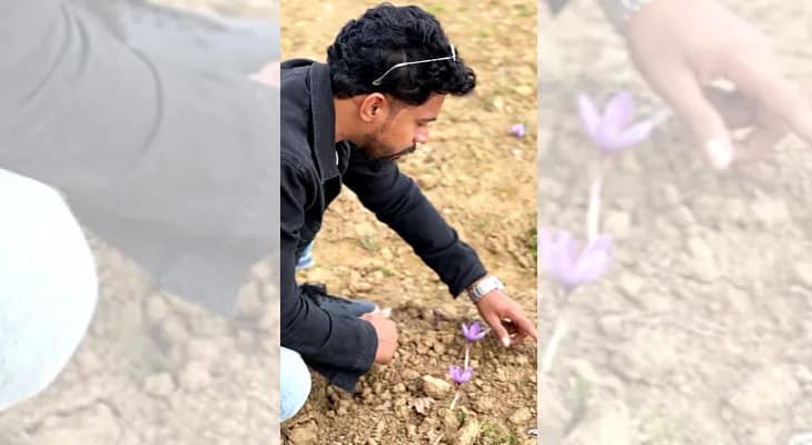 বেগুনি ফুলের বাহারে অপরূপ পুলওয়ামা