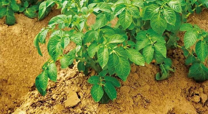 ঠান্ডা পড়েনি, আলুর বীজ ফেলে আফশোস চাষিদের