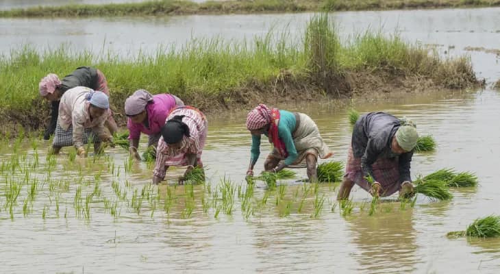 খরিফ মরশুমে রেকর্ড ধান চাষ, উৎপাদন বৃদ্ধির আশা কৃষকদের
