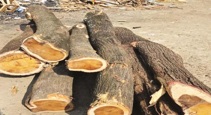 ঝাড়খণ্ড সীমানায় কাঠ পাচারকারীদের দৌরাত্ম্য, মুরারইয়ে প্রচুর গাছের গুঁড়ি বাজেয়াপ্ত