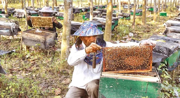 সরষে ফুল ফুটতেই করিমপুরে মধু সংগ্রহ শুরু