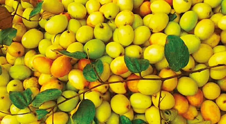 লালবাগে বাড়ছে সংকর প্রজাতির কুল চাষ