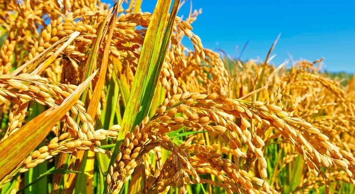 হুগলিতে ধান কেনার লক্ষ্যমাত্রা ৭ লক্ষ ৬০ হাজার মেট্রিক টন, বাধা রামকৃষ্ণ সেতুতে ভারী যান চলাচল নিয়ন্ত্রণ
