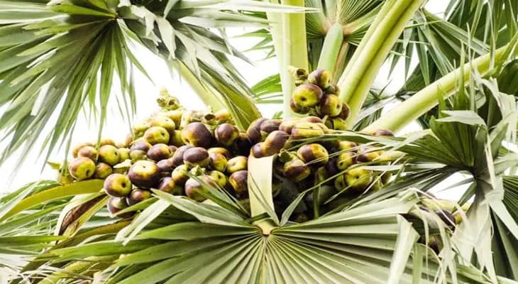 বজ্রপাতে মৃত্যু কমাতে তালগাছ লাগানোর পরিকল্পনা বনদপ্তরের