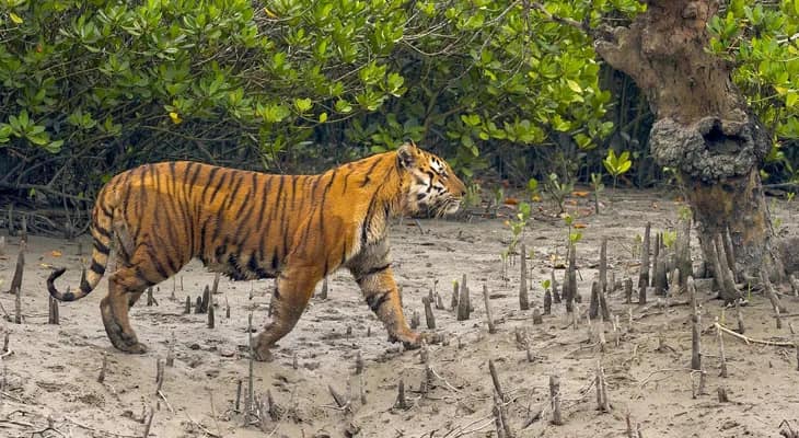 একটি খাঁচা ফাঁকাই থাকবে, শীতে নতুন  বাঘ আনার পরিকল্পনা নেই বনদপ্তরের