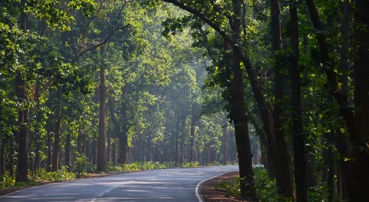 ঝাড়গ্রামের ৯০০ হেক্টর বনভূমি বেদখল, বনবিভাগের দেওয়া তথ্য নিয়ে শোরগোল