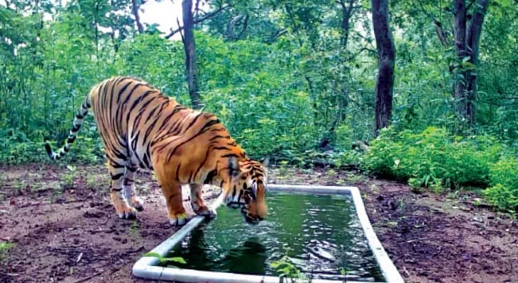 ৩২ বছর পর গুজরাতে রয়্যাল বেঙ্গল, উচ্ছ্বসিত বনকর্তারা