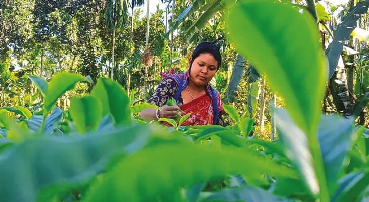 চাপের মুখে চা পাতা তোলার মরশুম শেষের দিন বাড়াতে চলেছে টি বোর্ড