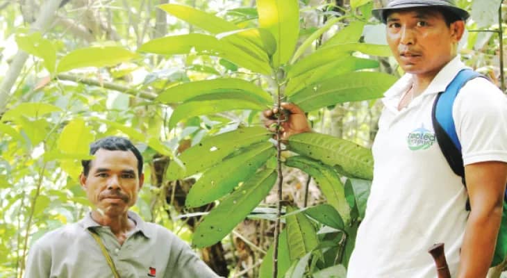 মেঘালয়ের জঙ্গলে ‘বিশল্যকরণী’র খোঁজ! সুরাহা হতে পারে কোলন ক্যানসারের চিকিৎসাতেও