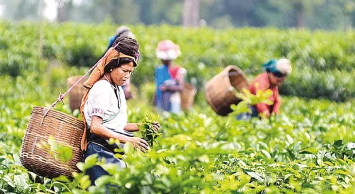 মেলেনি চা শ্রমিকদের মজুরি, গ্রাচ্যুইটি, সাঁড়াশি চাপে পিএফ জমা কেন্দ্রের সংস্থার