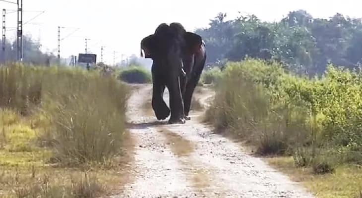 বাঁয়া গণেশকে সাড়ে চার কিমি তাড়া করে জঙ্গলে ঢুকিয়ে স্বস্তি বনকর্মীদের