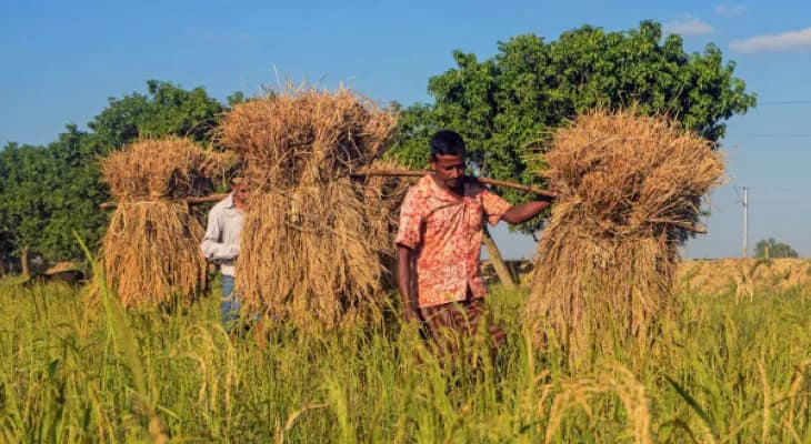 ১৫ কুইন্টালের বেশি ধান কিনবে না রাজ্য, বিপাকে ভাগচাষিরা