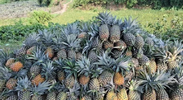 ‘কিং’ প্রজাতির আনারসের অভাবী বিক্রি রুখতে এবার উদ্যোগী কৃষি বিপণন দপ্তর