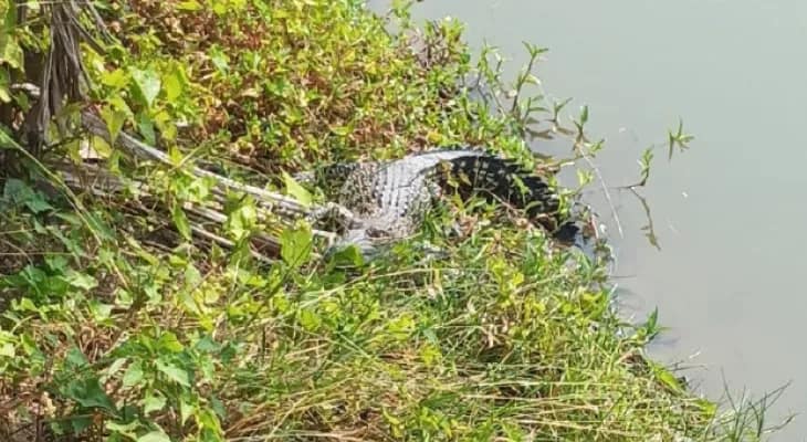 গ্রামের পুকুরে কুমির, পাথরপ্রতিমার ব্রজবল্লভপুরে আতঙ্কিত এলাকাবাসী