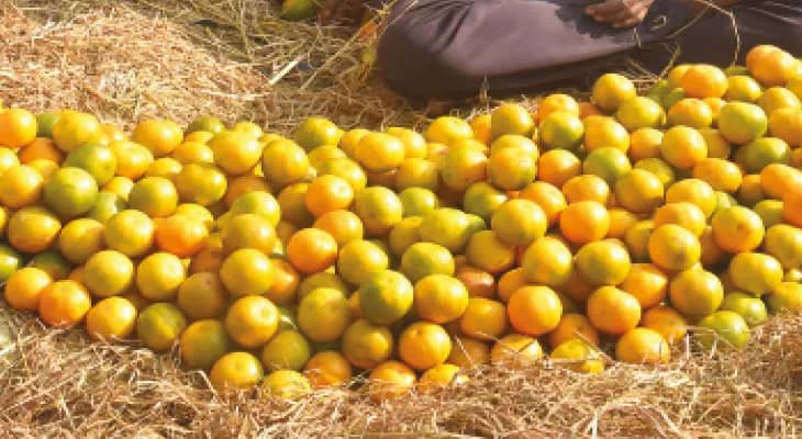 রং ধরেছে ফলে, দার্জিলিংয়ে এবার উৎপাদিত হতে পারে সাড়ে ১৯ হাজার মেট্রিক টন কমলা