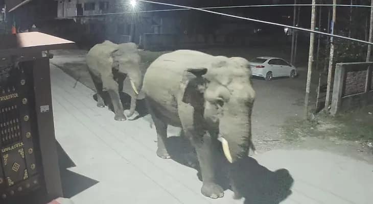 সাংসদ মনোজ টিগ্গার বাড়ির সামনে হাতি, কুকুরের ডাকে ঘুম ভাঙল স্থানীয়দের