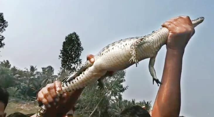 পুকুরে কুমির ছানা উদ্ধারে উদ্বেগ, আরও আছে কি? প্রশ্ন বাসিন্দাদের