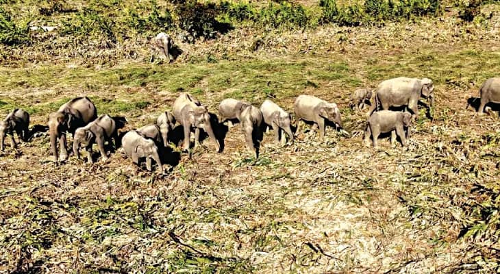 ড্রোনে নজরদারিতে দারুণ সাফল্য, হয়নি চোরাশিকার-কাঠপাচার, খুশি বনদপ্তর