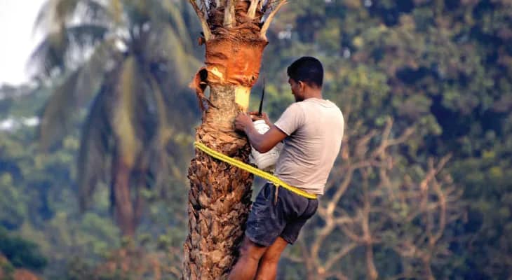 নবান্ন উৎসবের মরশুমে খেজুর গুড়ের চাহিদা মেটাতে ব্যস্ততা চরমে শিউলিদের