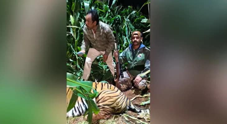 দীর্ঘ প্রচেষ্টার পরে মাইসুরুতে অবশেষে খাঁচাবন্দি হল বাঘ