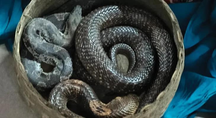 বর্ধমান স্টেশনে সাপ সহ গ্রেফতার তিন
