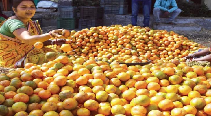 দীর্ঘ লড়াইয়ের অবসান, জিআই ট্যাগ পেল দার্জিলিংয়ের ‘রানি’