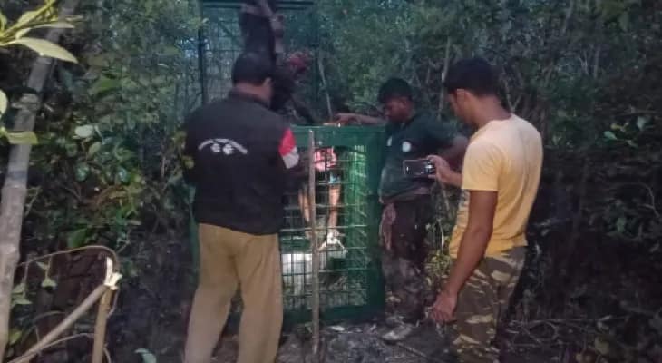খাঁচায় ছাগলের টোপ, ধুরন্ধর বাঘ ধরতে নাজেহাল ৪৫ দক্ষ বনকর্মী