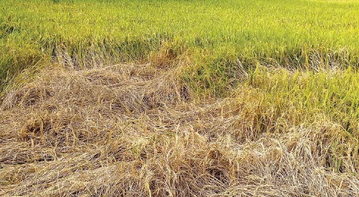 ফসল তোলার মুখেই শোষক পোকার হানা, চিন্তায় চাষিরা