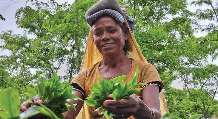 বাণিজ্য চুক্তিতে শুল্কমুক্ত চা, মার্কিন মুলুকে বাড়বে রপ্তানি, খুশি উত্তরের বাগান মালিকরা