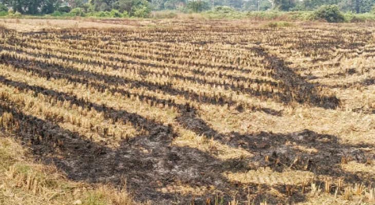 দুর্গাপুরে নিষেধাজ্ঞা অমান্য করে নাড়া পোড়াচ্ছেন চাষিরা