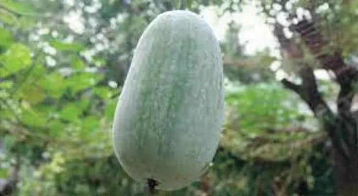 ডোমকলে মহার্ঘ্য চালকুমড়ো, বড়ি তৈরি করতে গিয়ে সমস্যায় বাড়ির মহিলারা