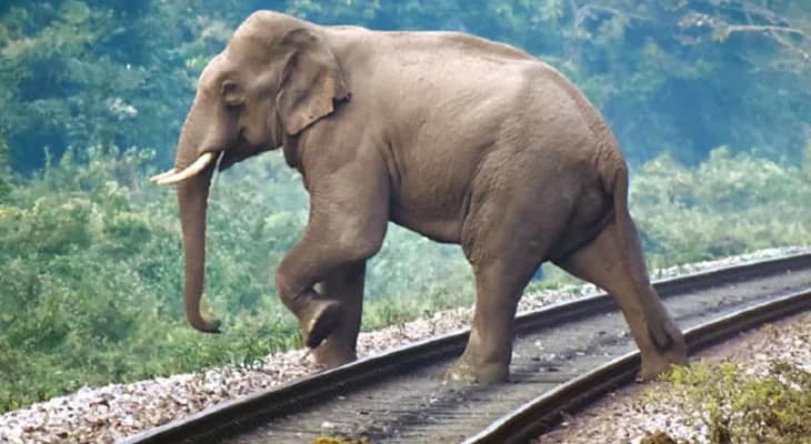 ৬ বছরে ট্রেনের ধাক্কায় মৃত্যু ৯৪টি হাতির, চলতি বছরে চতুর্থ দুর্ঘটনা