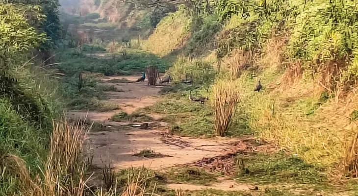 আদুরিয়ার জঙ্গলে বাড়ছে ময়ূরের সংখ্যা পর্যটনকেন্দ্র গড়ার দাবি স্থানীয় বাসিন্দাদের