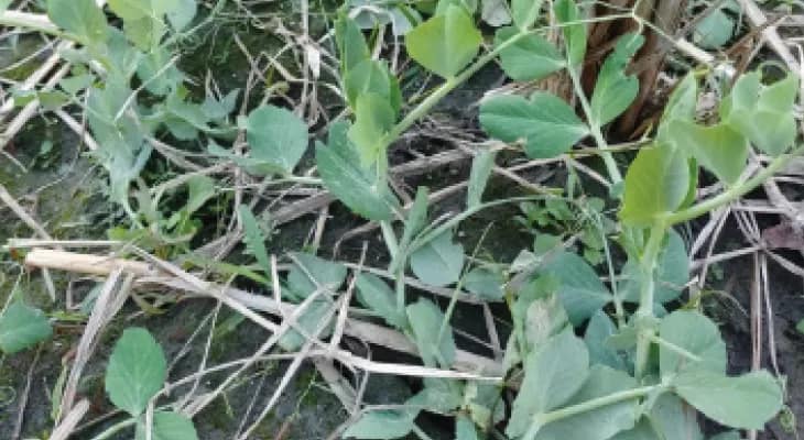 ফালাকাটায় পয়রা পদ্ধতিতে মটরশুঁটি চাষে সাফল্য