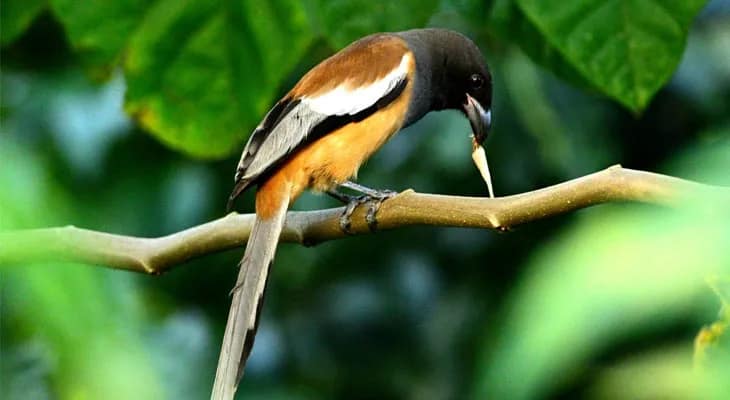 বক্সা ব্যাঘ্র প্রকল্পে শুরু বার্ড ফেস্টিভ্যাল