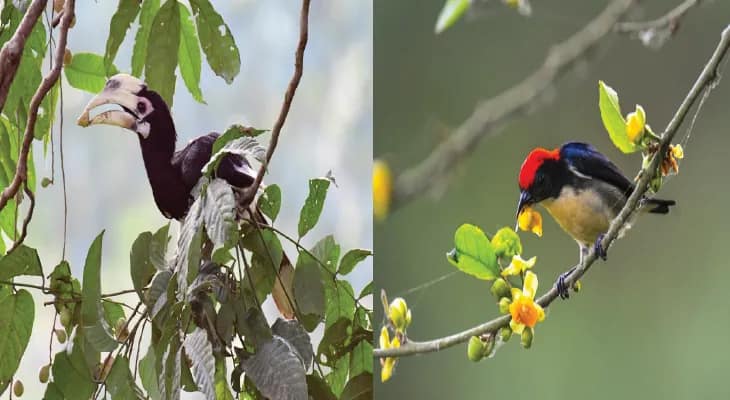 বক্সায় বার্ড ফেস্টিভ্যাল শুরু ৬ জানুয়ারি, যোগ দেবেন দেশ-বিদেশের পক্ষী বিশারদরা
