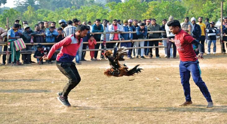 জঙ্গলমহলে মোরগ লড়াইয়ে জখম হচ্ছেন দর্শকরা, সচেতনতায় প্রচারে নামবে পুলিশ