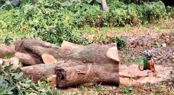 কাটা হচ্ছে আম বাগানের পুরোনো গাছ, চলছে প্লটিং করে জমি বিক্রি, শ্যামনগরের কাউগাছি পঞ্চায়েতে রাতারাতি বদল হচ্ছে জমির চরিত্র