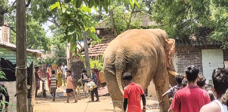 ঝাড়গ্রামে হাতির হানায় বৃদ্ধার মৃত্যু, জামবনী ব্লকে নয়া আবাসস্থলের কার্যকারিতা নিয়ে প্রশ্ন