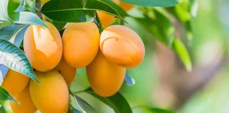 নবাবি আমলের একাধিক প্রজাতির আম লুপ্তপ্রায়, উদ্ধারে উদ্যোগী হবে সরকার?