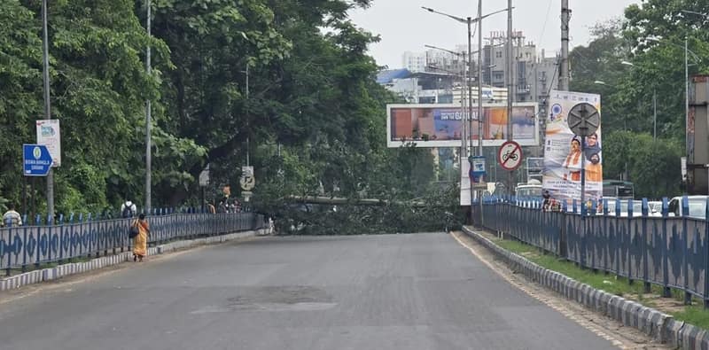 বেলেঘাটা মেইন রোডের কাছে ইএম বাইপাসে ভেঙে পড়ল গাছ, যান চলাচল ব্যাহত