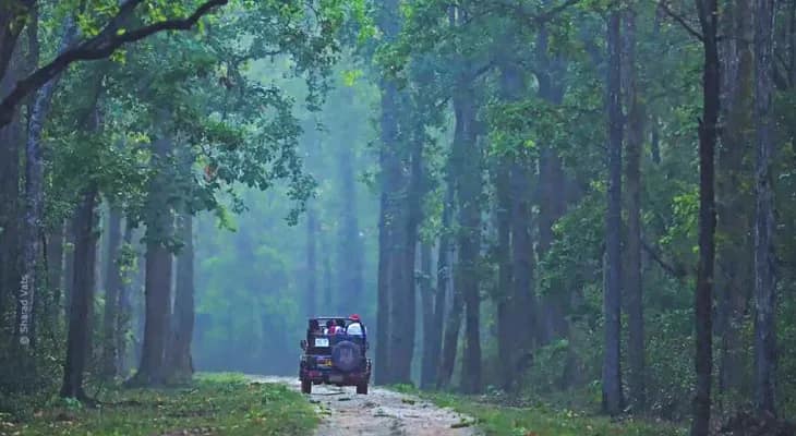কানহার অরণ্যে বাঘের দেখা