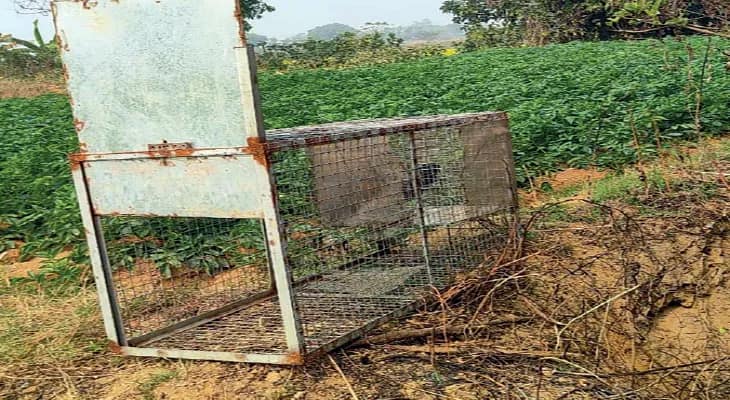 আউশগ্রামে জ্যান্ত মুরগির টোপ দিয়ে বড় খাঁচা, থানায় অভিযোগ বনদপ্তরের