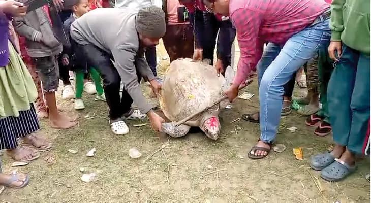 দাসপুরে রূপনারায়ণে মৎস্যজীবীর জালে ধরা পড়ল সামুদ্রিক কচ্ছপ, পরে ফের জলে ছেড়ে দিল বনদপ্তর